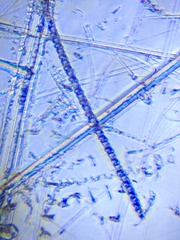 Desmidium