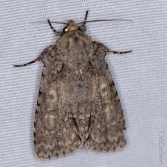 Acronicta immodica