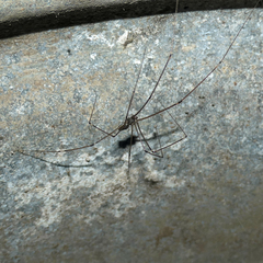 Smeringopus pallidus