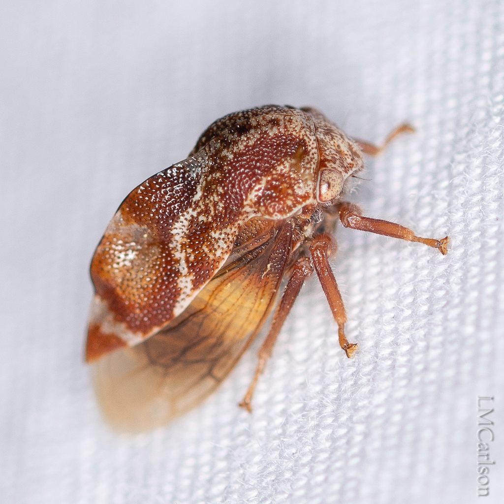 Xantholobus muticus