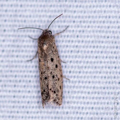 Mimosa Webworm Moth photo 3