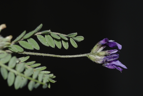 Astragalus geniculatus image