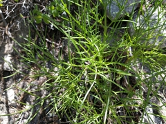 Angelica lineariloba