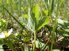Fragaria virginiana glauca