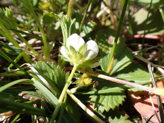 Fragaria virginiana glauca