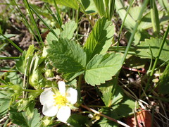 Fragaria virginiana glauca