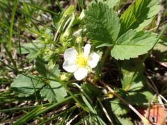 Fragaria virginiana glauca