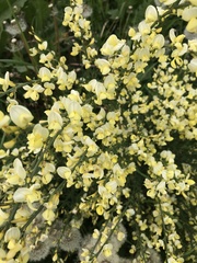 Cytisus × praecox