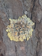 Xanthoria parietina