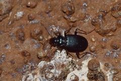 Leistus spinibarbis