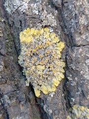 Xanthoria parietina