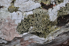 Buellia muriformis
