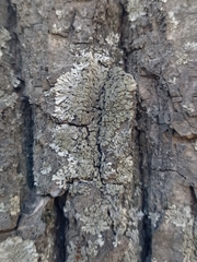 Lecanoromycetes