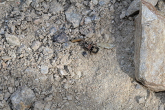 Prostemma albimacula
