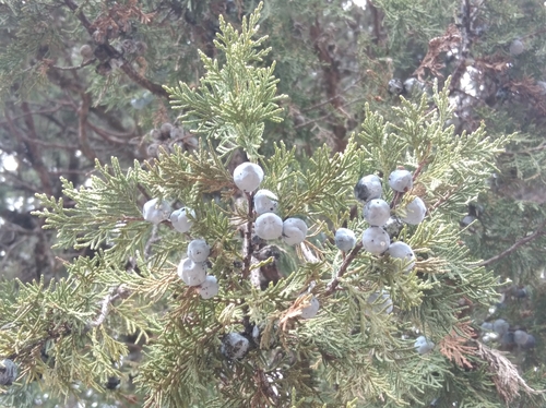 Grecian juniper (Juniperus excelsa)