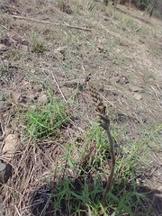 Sarcoglottis schaffneri