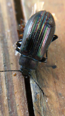 Tarpela micans