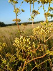 Polytaenia