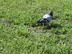 Columba livia domestica