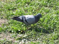 Columba livia domestica