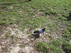 Columba livia domestica