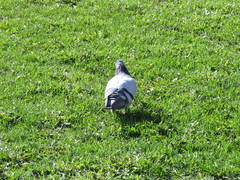 Columba livia domestica