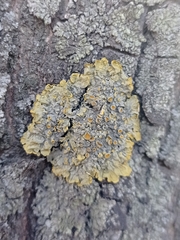 Xanthoria parietina