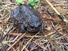 Breviceps acutirostris