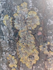Xanthoria parietina