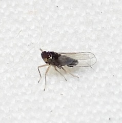 Pissonotus piceus