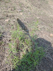 Sarcoglottis schaffneri