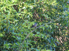 Fringilla coelebs africana