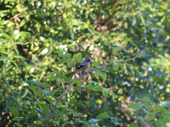 Fringilla coelebs africana