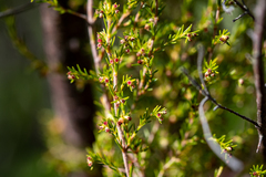 Erica axillaris