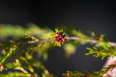 Erica axillaris