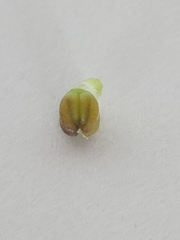 Glandularia tumidula