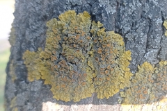 Xanthoria parietina