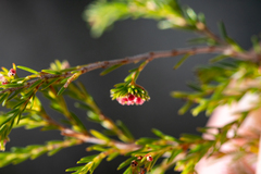 Erica axillaris
