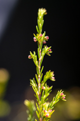 Erica axillaris