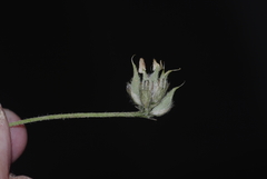Astragalus geniculatus image
