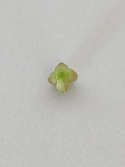 Glandularia tumidula