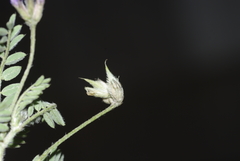 Image of Astragalus geniculatus