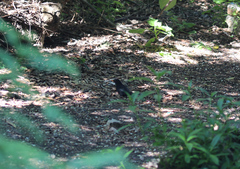 Turdus merula mauritanicus