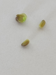 Glandularia tumidula