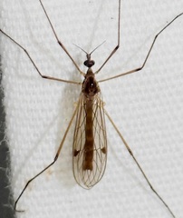 Teucholabis complexa