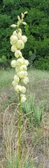 Yucca louisianensis