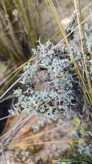 Adesmia spinosissima