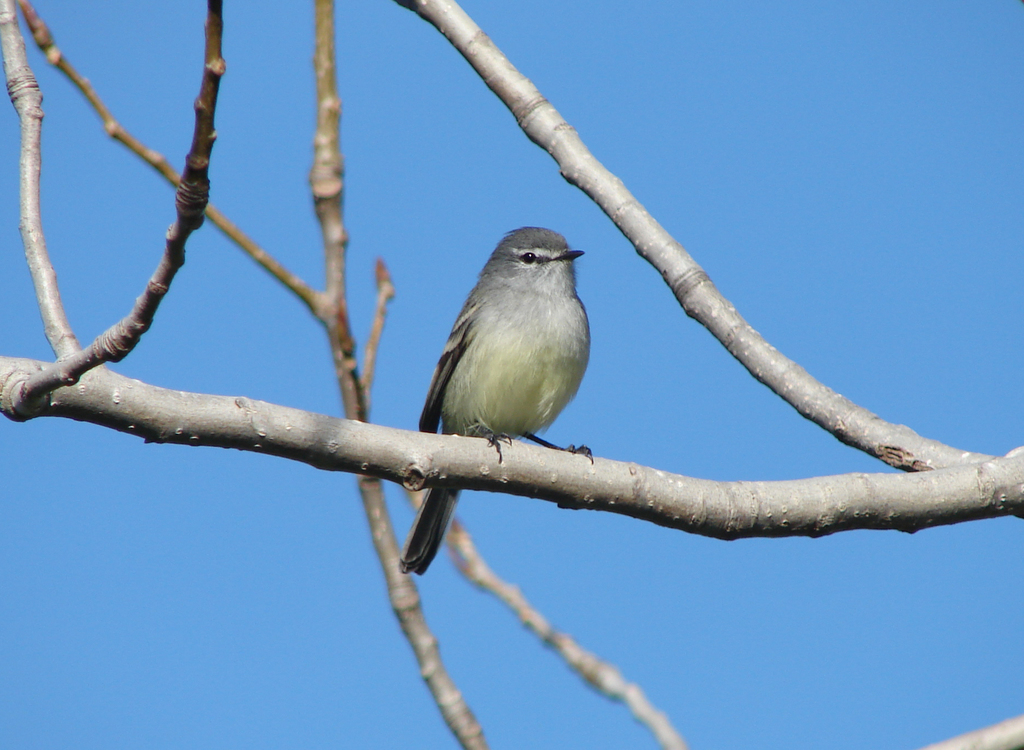 White-crested Tyrannulet