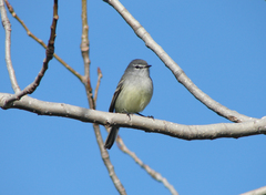 White-Crested Tyrannulet photo 4