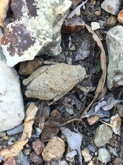 Phrynotettix robustus